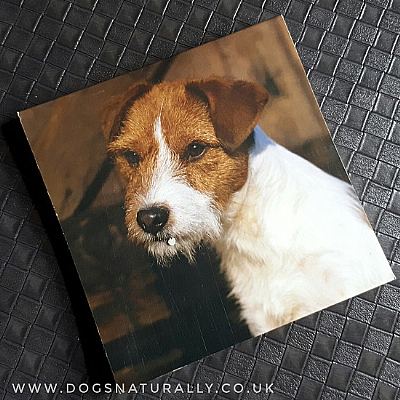 Jack Russell (Rough Coat) Magnetic Note Pad Square